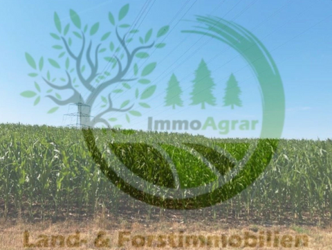 Nennslingen Bauernhöfe, Landwirtschaft, Nennslingen Forstwirtschaft