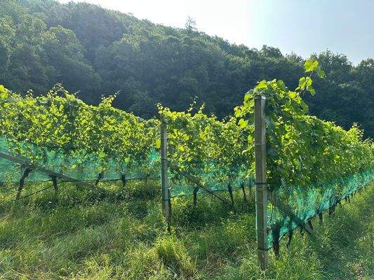 Biodynamische Wiese Kaltern Südtirol kaufen – Biolandwirtschaft Kaltern – biologisches Grünland Südtirol – naturnahe Wiese Kaltern – ökologisches Grundstück Kaltern – landwirtschaftliches Grundstück Südtirol – Agrarland Kaltern – Weidefläche Südtirol – ex