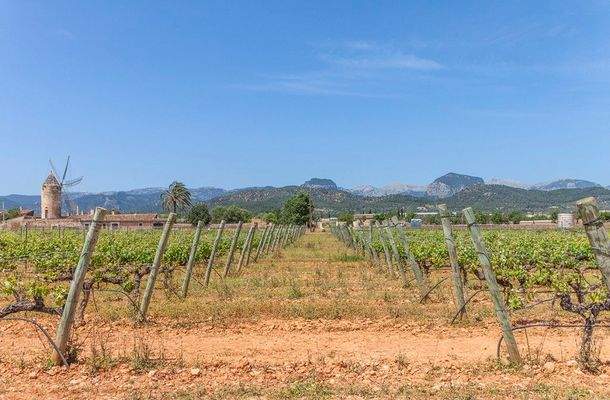 Binissalem Countryside 02