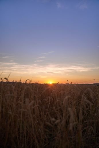 Seck Bauernhöfe, Landwirtschaft, Seck Forstwirtschaft