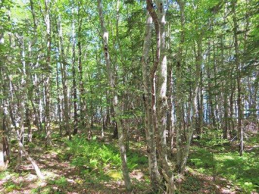 Cape Breton - Roberta - Einzigartiges 79-Hektar-Ar