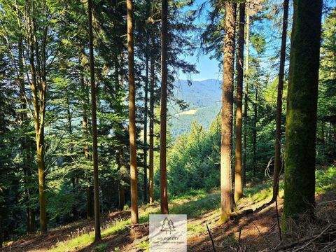 Simonswald Industrieflächen, Lagerflächen, Produktionshalle, Serviceflächen