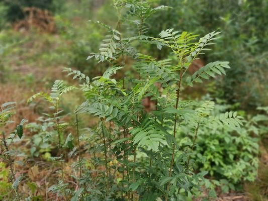 Waldfläche 1