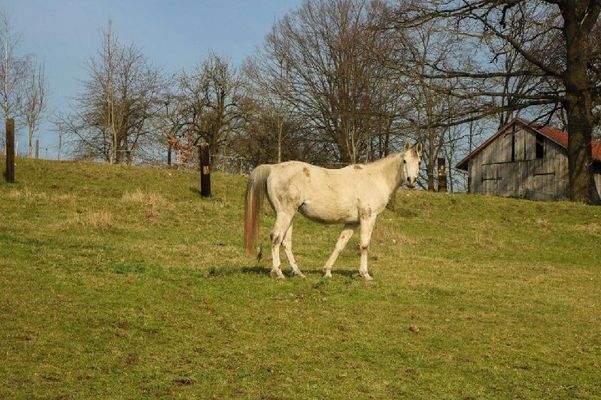 Die Weide am Wohnhaus