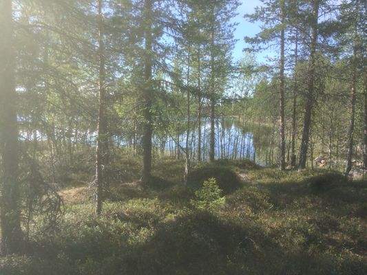 Blick durch Wald auf See.JPG