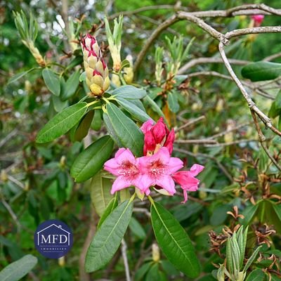 6-Rhododendron-Beispiel.jpg