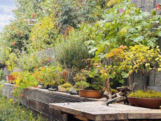 Begrünung Wall hinterm Haus 