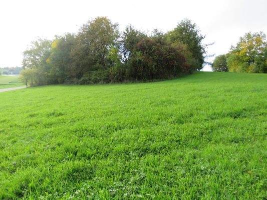 eingewachsenes Anwesen hinter den Bäumen 