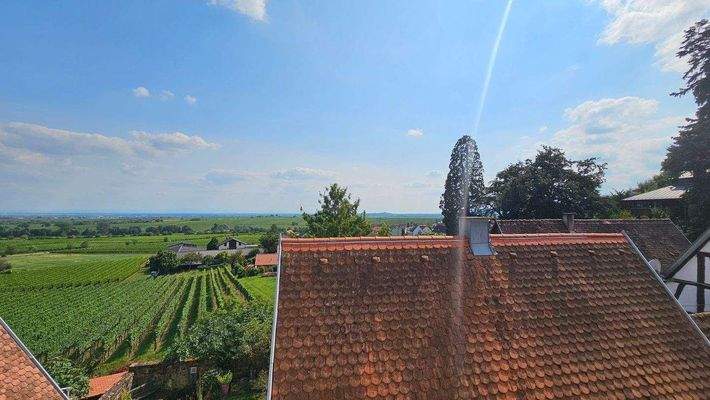 Blick in Rheinebene (2).jpg