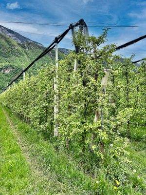 Eppan-Obstwiese-Apfel-zu-verkaufe-meleto-in-vendita-ad-Appiano