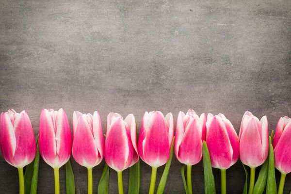 rote Tulpen