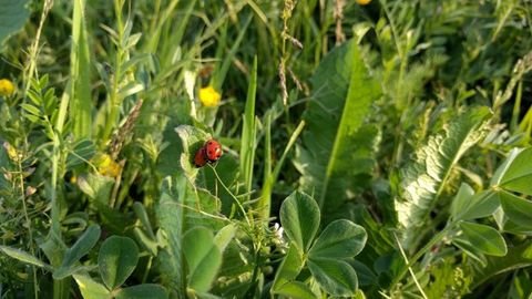 Solferino Grundstücke, Solferino Grundstück kaufen