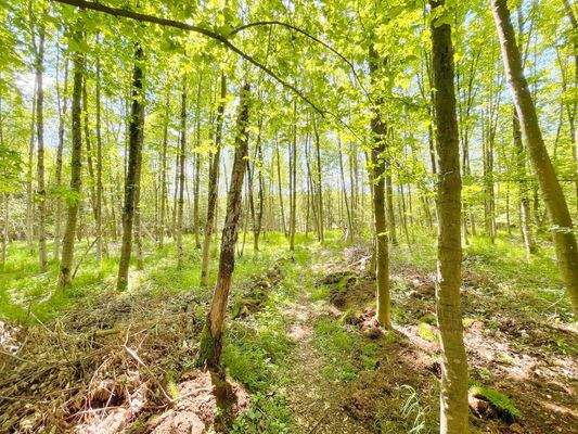 Schöner anschließender Forst