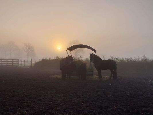 Pferde auf dem Paddock