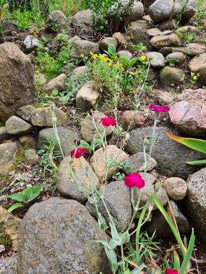Blumen im Steingarten