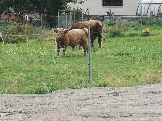 Einige direkte Nachbarn