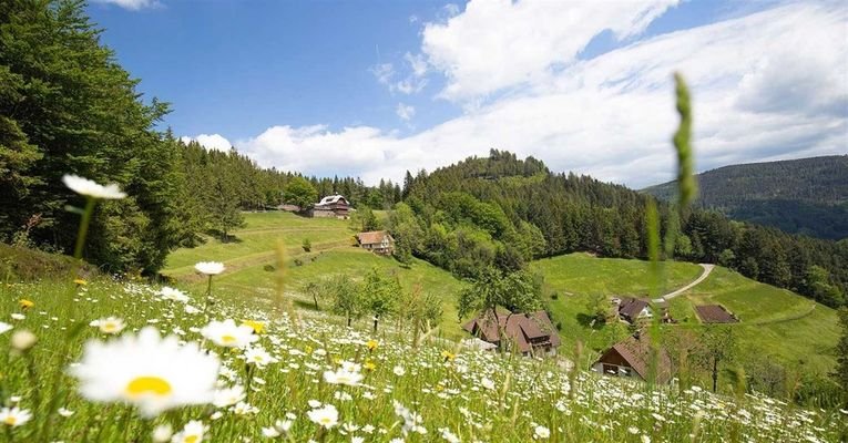 Natur im Schwarzwald