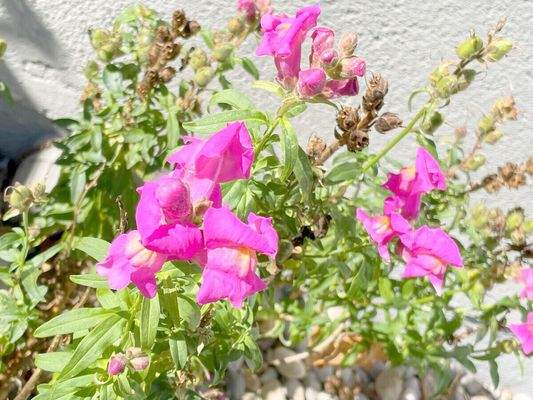 Blumenfreude im Garten