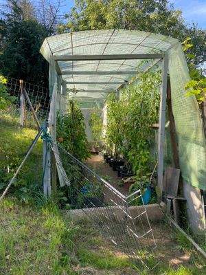 Gewächshaus 2