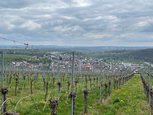die Weinberge direkt vor der Tür