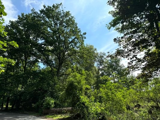Blick vom Wirtschaftsweg