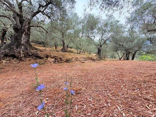 RO984_TERRA ITALIA IMMOBILIEN_REAL ESTATE_LAND_FOR