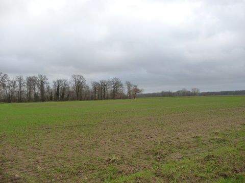 Badbergen Bauernhöfe, Landwirtschaft, Badbergen Forstwirtschaft