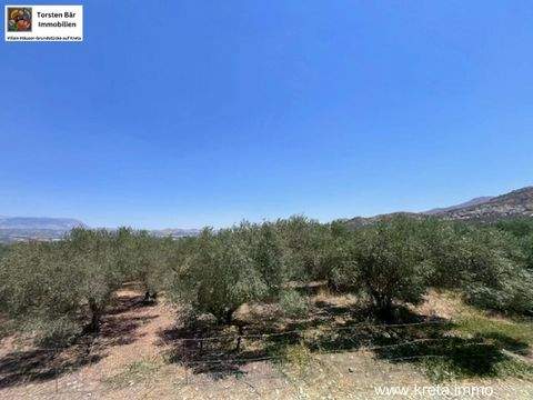 Sivas Bauernhöfe, Landwirtschaft, Sivas Forstwirtschaft