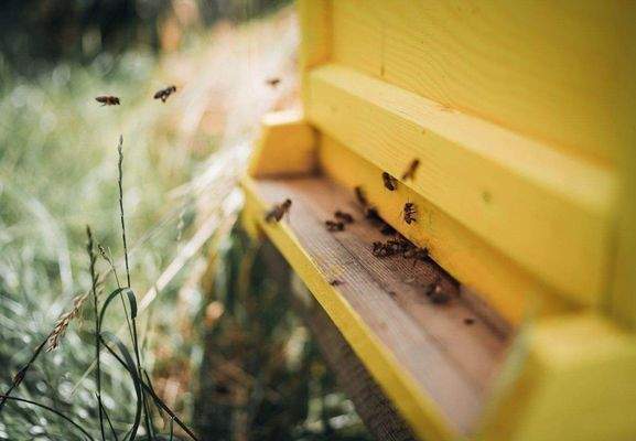 Special - Urban Beekeeping.jpg