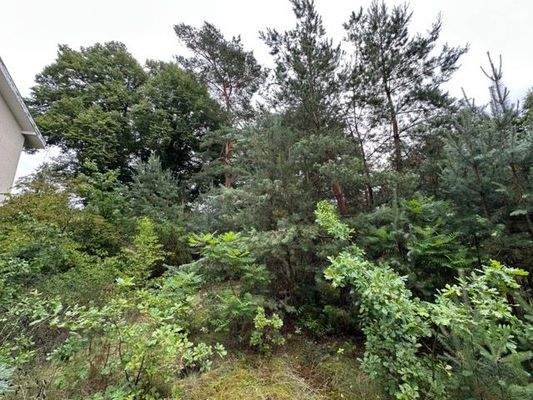 Blick Richtung Straße