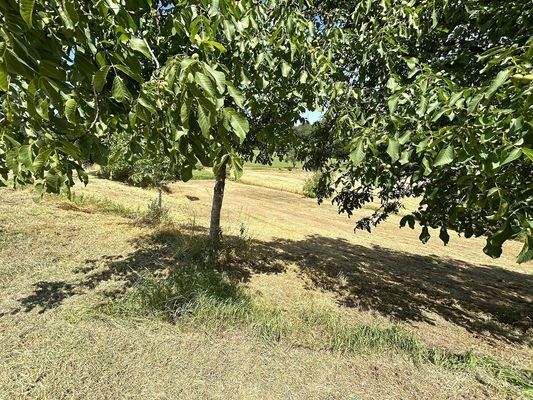 Wiesen mit direkten Zugang zu den Schuppen 