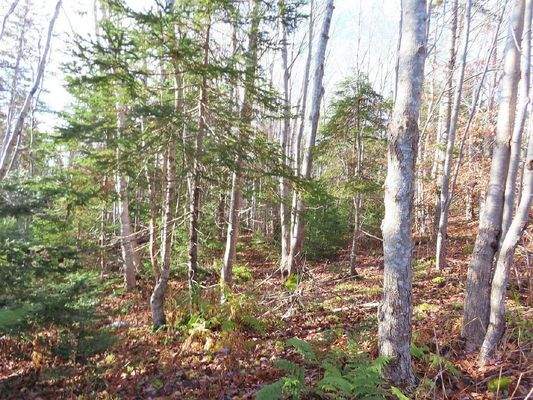 Cape Breton - Bras d`Or Lake - 18-Hektar-Areal in 