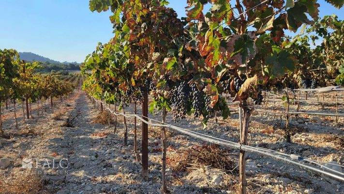 Baugrundstueck Porreres mit Weinberg 