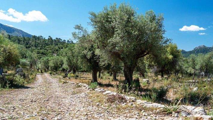 Escorca Mallorca rustikale Finca zum Verkauf Zugang BHHS-BAL-0176