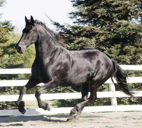 Frauenfeld Bauernhöfe, Landwirtschaft, Frauenfeld Forstwirtschaft