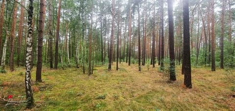 Schorfheide Bauernhöfe, Landwirtschaft, Schorfheide Forstwirtschaft