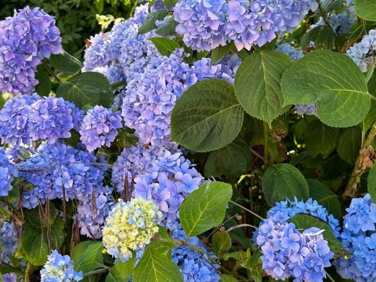 Garten-Impressionen