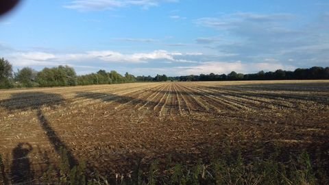 Wust-Fischbeck Bauernhöfe, Landwirtschaft, Wust-Fischbeck Forstwirtschaft