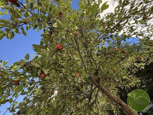 Eigener Apfelbaum ... 