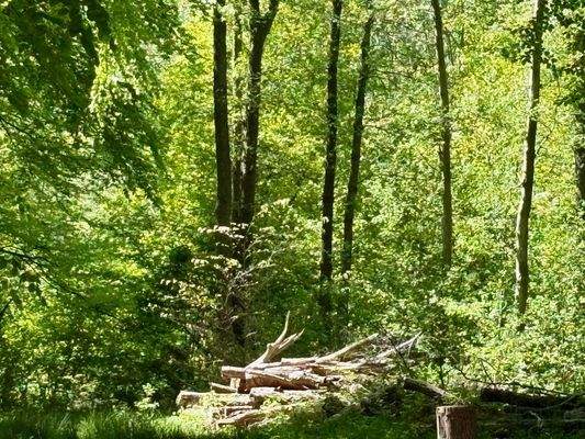 Brennholz im eigenen Wäldchen