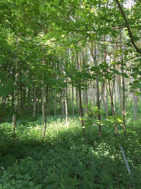 Helbedündorf Bauernhöfe, Landwirtschaft, Helbedündorf Forstwirtschaft