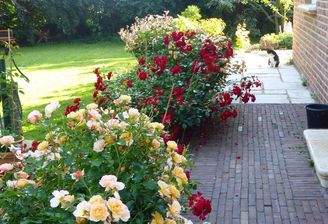 Weg giebelseitig ums Haus