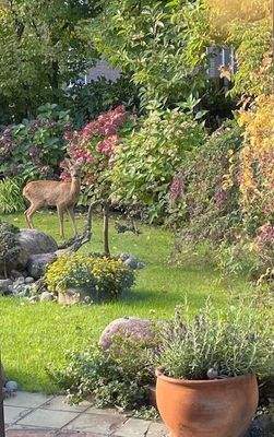 morgendlicher Besuch              im Garten