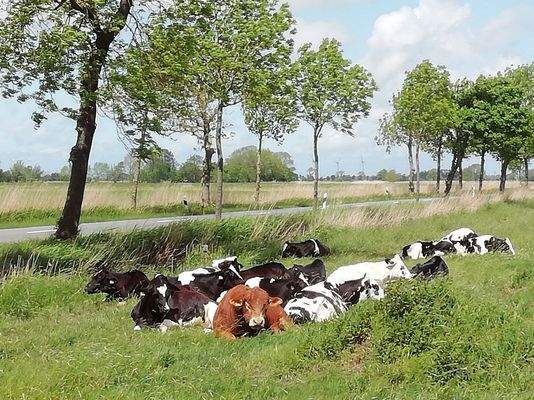 Ausblick Küchenfenster