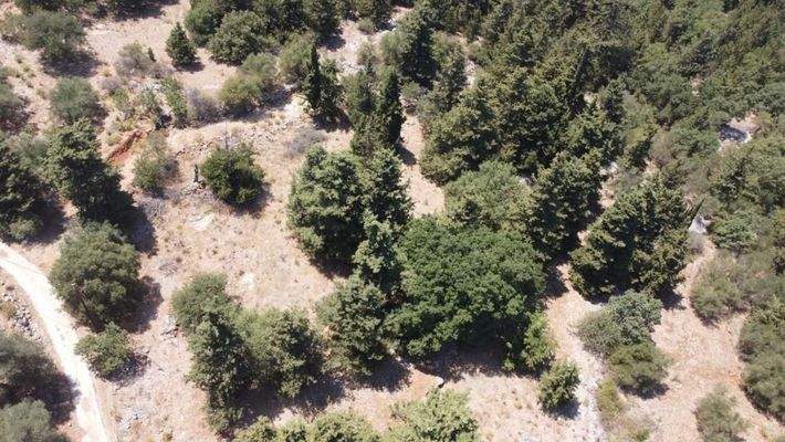 Kreta, Sellia Chania: Grundstück zum Verkauf im Dorf Sellia