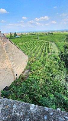 Blick in Rheinebene (5).jpg