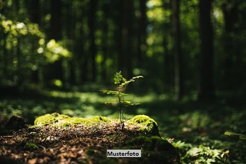 Lankowitz Bauernhöfe, Landwirtschaft, Lankowitz Forstwirtschaft