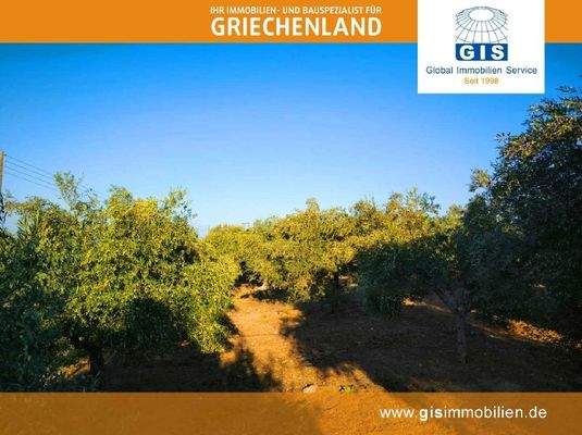 schöne Olivenbäume