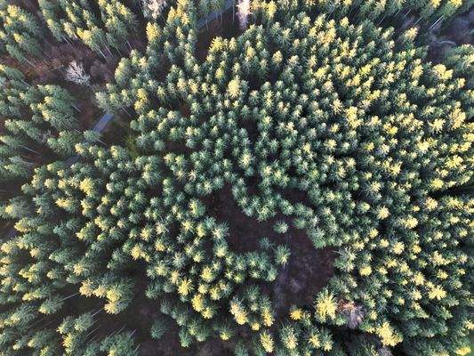 Fichtenaltholz Vogelperspektive.JPG