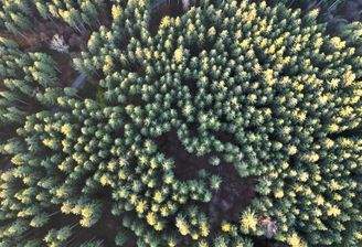 Fichtenaltholz Vogelperspektive.JPG